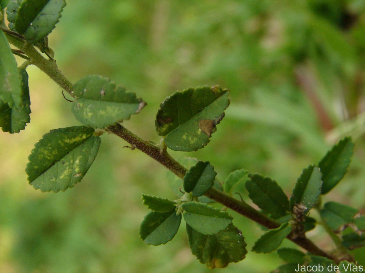 Sida rhombifolia subsp. alnifolia (L.) Ugbor.